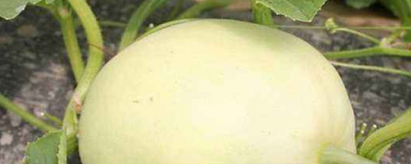 梨瓜怎么种植产量高