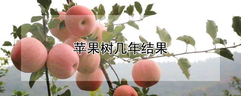 苹果树几年结果