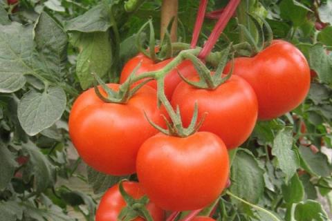 西红柿适合什么土壤种植