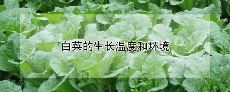 白菜的生长温度和环境