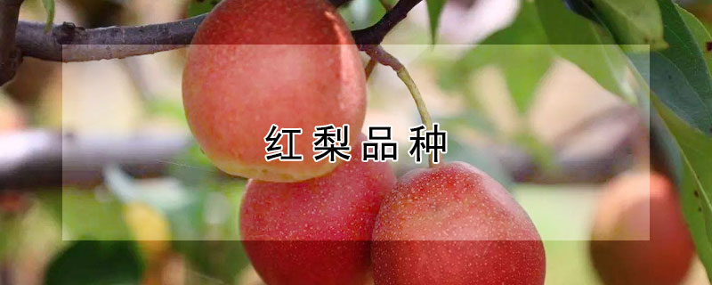 红梨品种