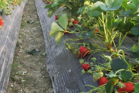 草莓什么时候种植最好