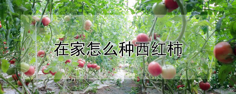 在家怎么种西红柿