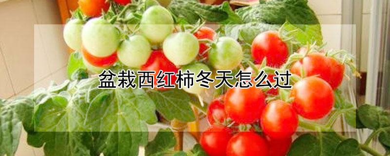 盆栽西红柿冬天怎么过