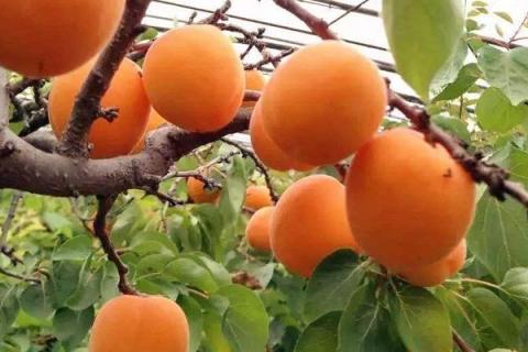 杏子什么季节成熟