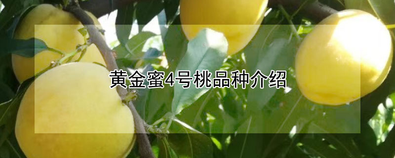 黄金蜜4号桃品种介绍