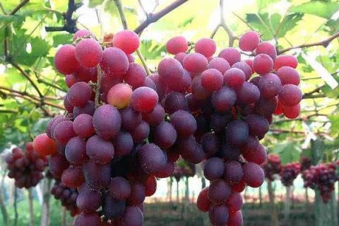 葡萄品种有哪些