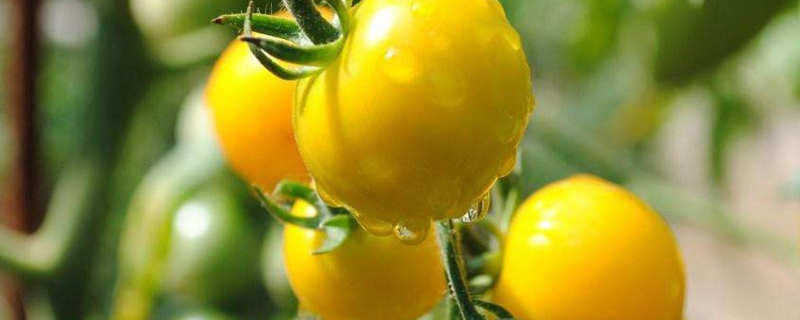 怎样栽培西红柿