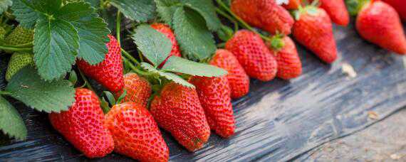 种植草莓的技术和日常管理方法 种植草莓的技术和日常管理方法有哪些