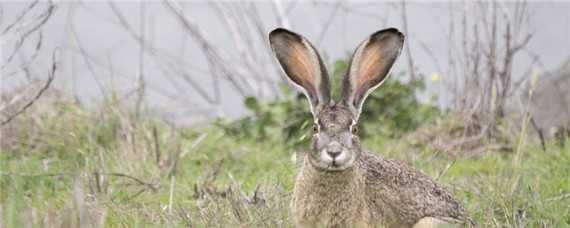 野兔冬季活动规律