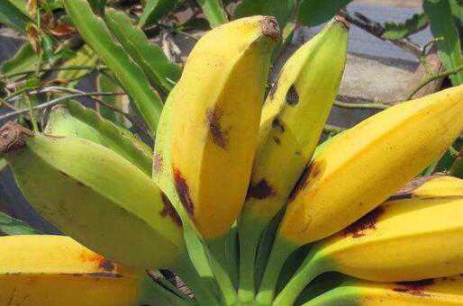 牛角蕉和香蕉区别，牛角蕉怎么吃好 牛角蕉和香蕉哪个好
