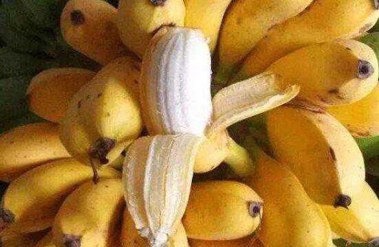 米蕉的功效与禁忌有哪些