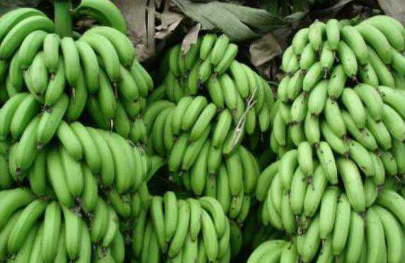 青香蕉怎么快速熟，青香蕉催熟最快方法