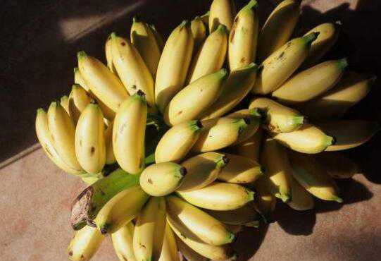 皇帝蕉和小米香蕉的区别，小米蕉的营养价值