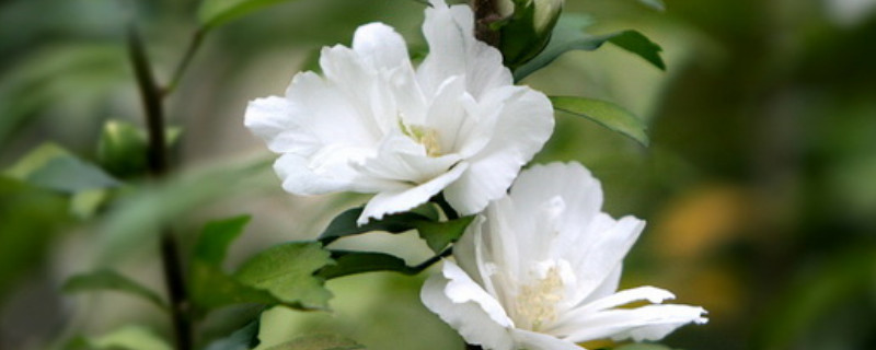 木槿扶桑花的养殖方法 木槿花可以嫁接扶桑花