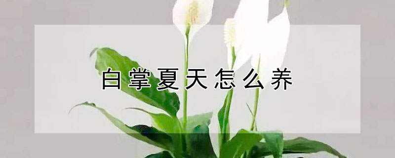 白掌夏天怎么养