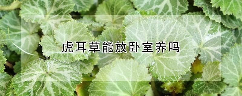 虎耳草能放卧室养吗 虎耳草养在家里好不好