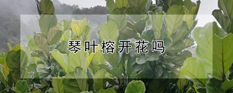 琴叶榕开花吗 琴叶榕开花吗开什么花