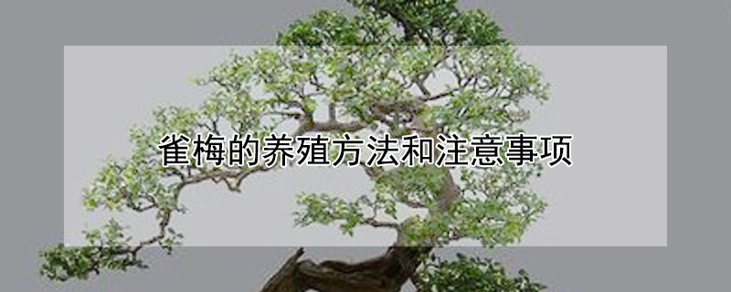 雀梅的养殖方法和注意事项