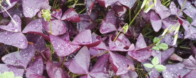 紫色三叶草种植方法 紫三叶草用什么盆栽
