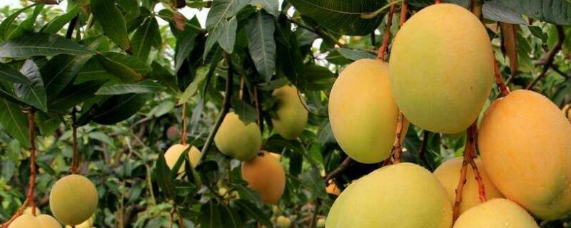 芒果树的种植与养护（芒果树的养护知识）