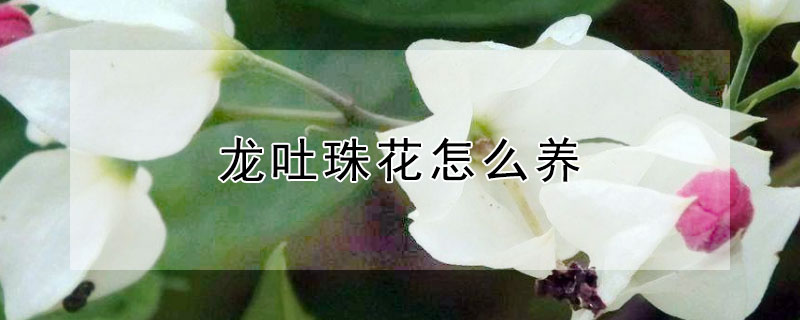 龙吐珠花怎么养（龙吐珠花怎么养?要注意什么?）