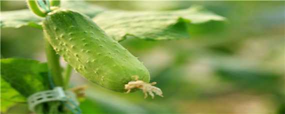 早春冷棚黄瓜种植技术