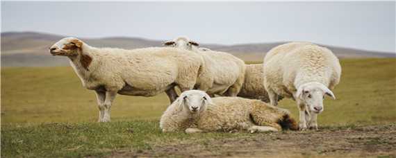 绵羊品种 绵羊品种大全