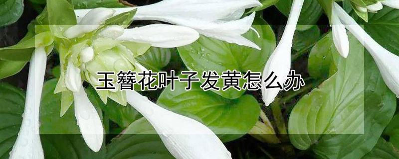 玉簪花叶子发黄怎么办 玉簪花黄叶怎么办?