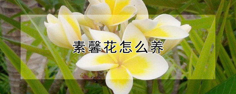 素馨花怎么养（素馨花的养殖方法）