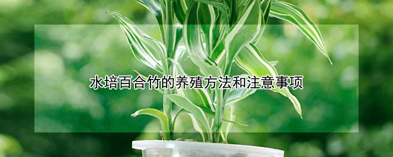 水培百合竹的养殖方法和注意事项（百合竹养殖方法与注意事项）