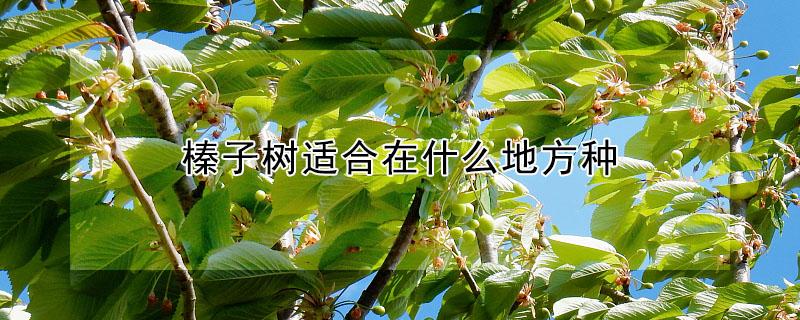 榛子树适合在什么地方种（榛子树适合在什么地方种种植方法?视频图片）