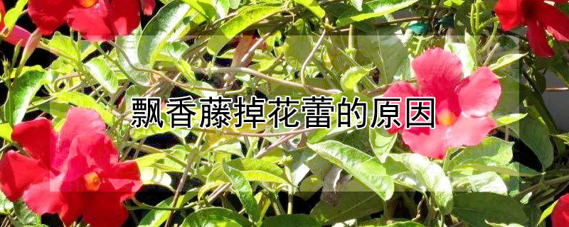 飘香藤掉花蕾的原因（飘香藤花苞脱落原因）