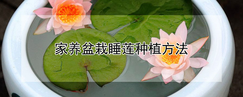 家养盆栽睡莲种植方法 花卉睡莲的养殖方法