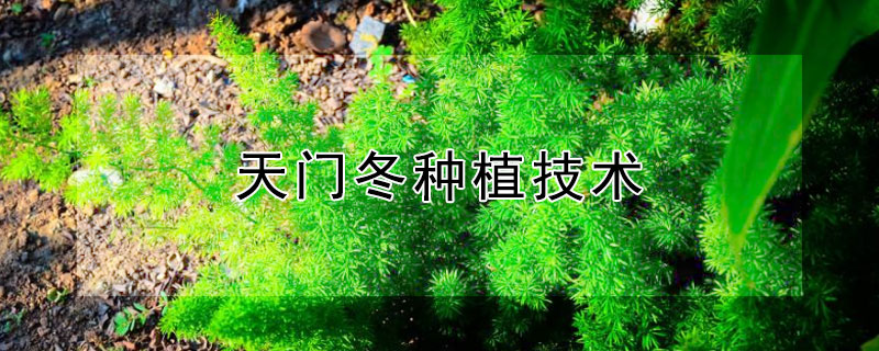 天门冬种植技术（天门冬种植技术与施肥管理）