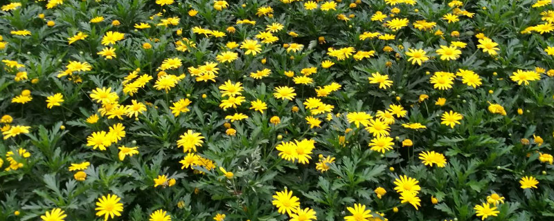 黄金菊花怎么种植方法 黄金菊用什么土种植