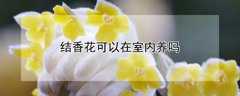 结香花可以在室内养吗（结香花北方能养吗）