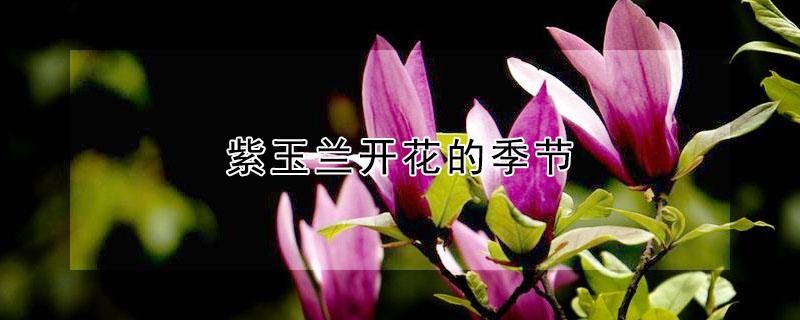 紫玉兰开花的季节（紫玉兰什么时候开花?花期是）