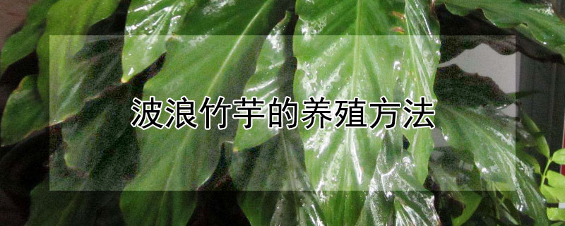 波浪竹芋的养殖方法