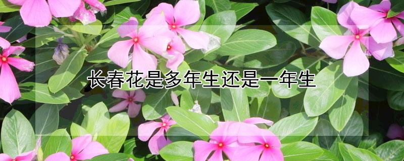 长春花是多年生还是一年生（长春花是多年生还是一年长草花）