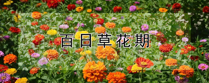 百日草花期（百日草花期在几月份）