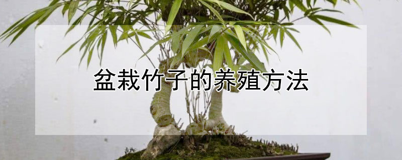 盆栽竹子的养殖方法 花卉盆栽竹子养殖方法