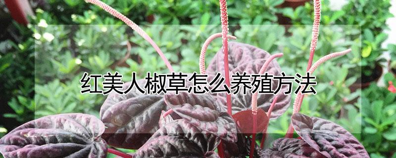 红美人椒草怎么养殖方法 红天使椒草的养殖方法和注意事项