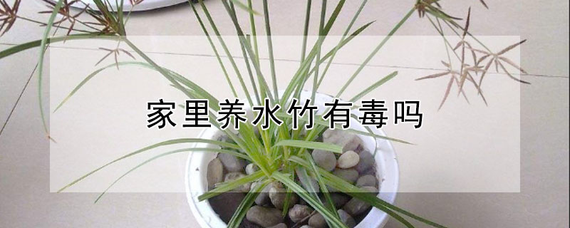 家里养水竹有毒吗（水竹放在卧室有毒吗）