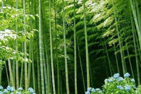多彩竹怎么养