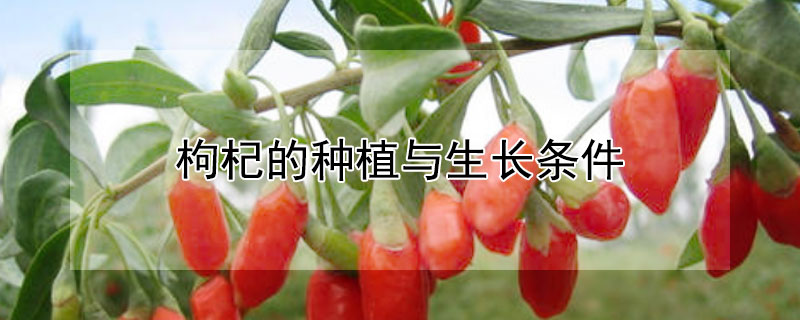 枸杞的种植与生长条件（种植枸杞的自然条件）