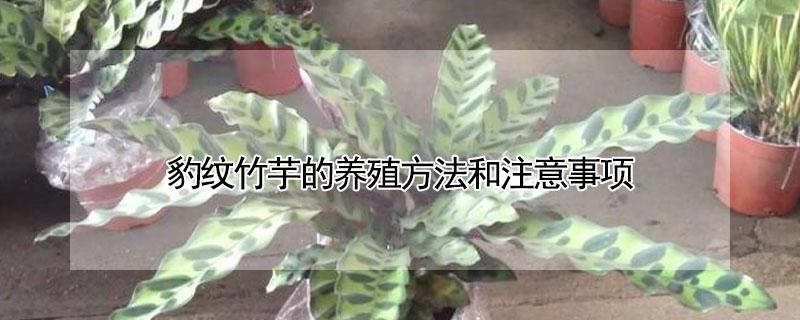 豹纹竹芋的养殖方法和注意事项 豹纹竹芋的养殖方法和注意事项有哪些