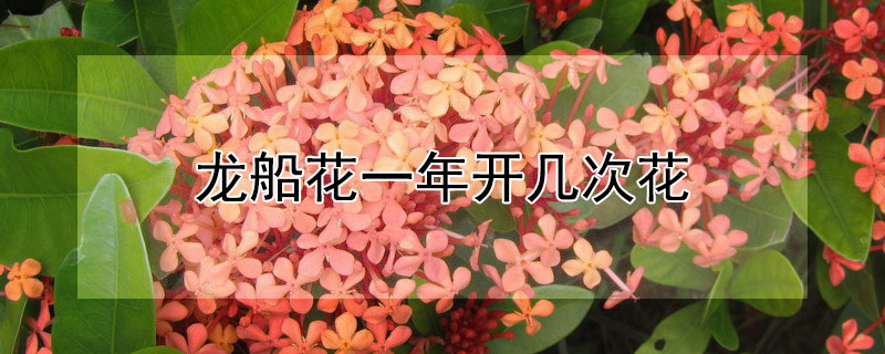 龙船花一年开几次花 龙船花花期长吗