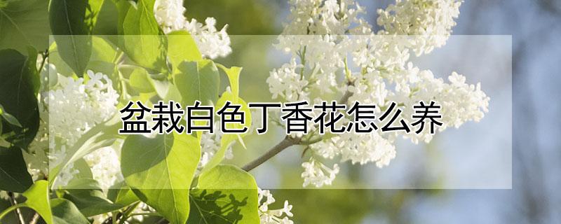 盆栽白色丁香花怎么养 白丁香花的养殖方法和注意事项