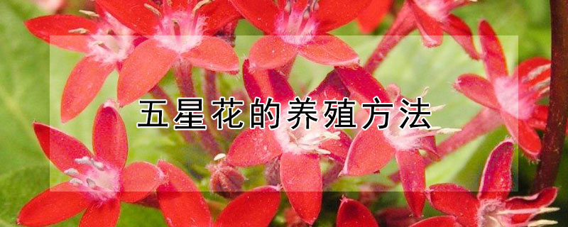 五星花的养殖方法